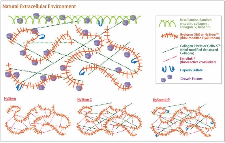 Structure of HyStem™ platform vs. natural extracellular matrix proteins