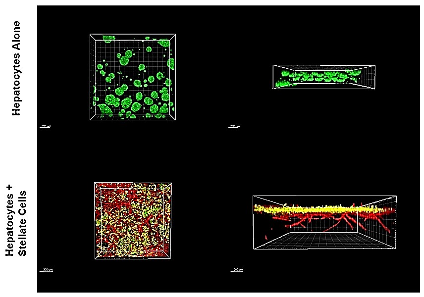 Application of TrueGel® HTS hydrogels in ADME/toxicology studie