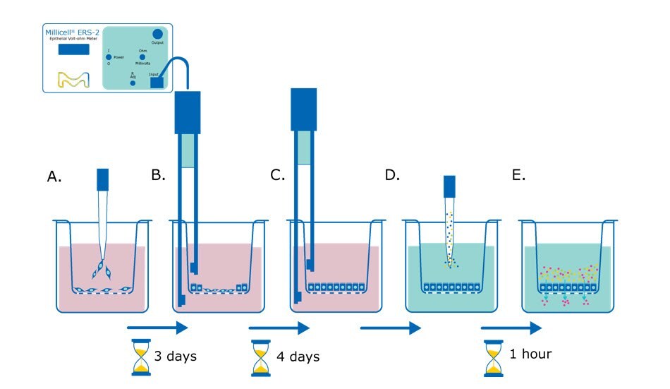 Barrier assay principle using Millicell® hanging cell culture inserts Barrier assay principle using Millicell® hanging cell culture inserts