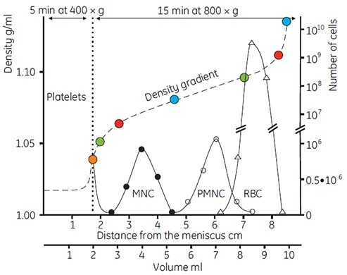 Separation of human blood cells in a gradient of Percoll