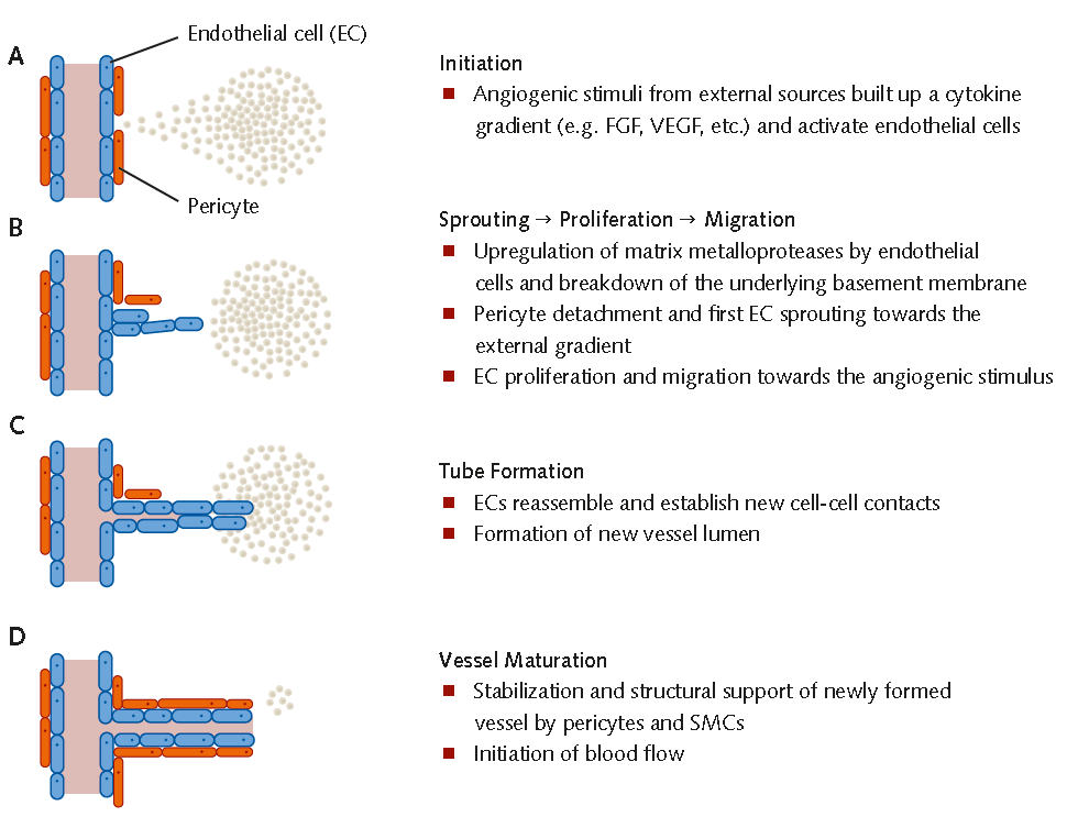 Mechanisms of Angiogenesis