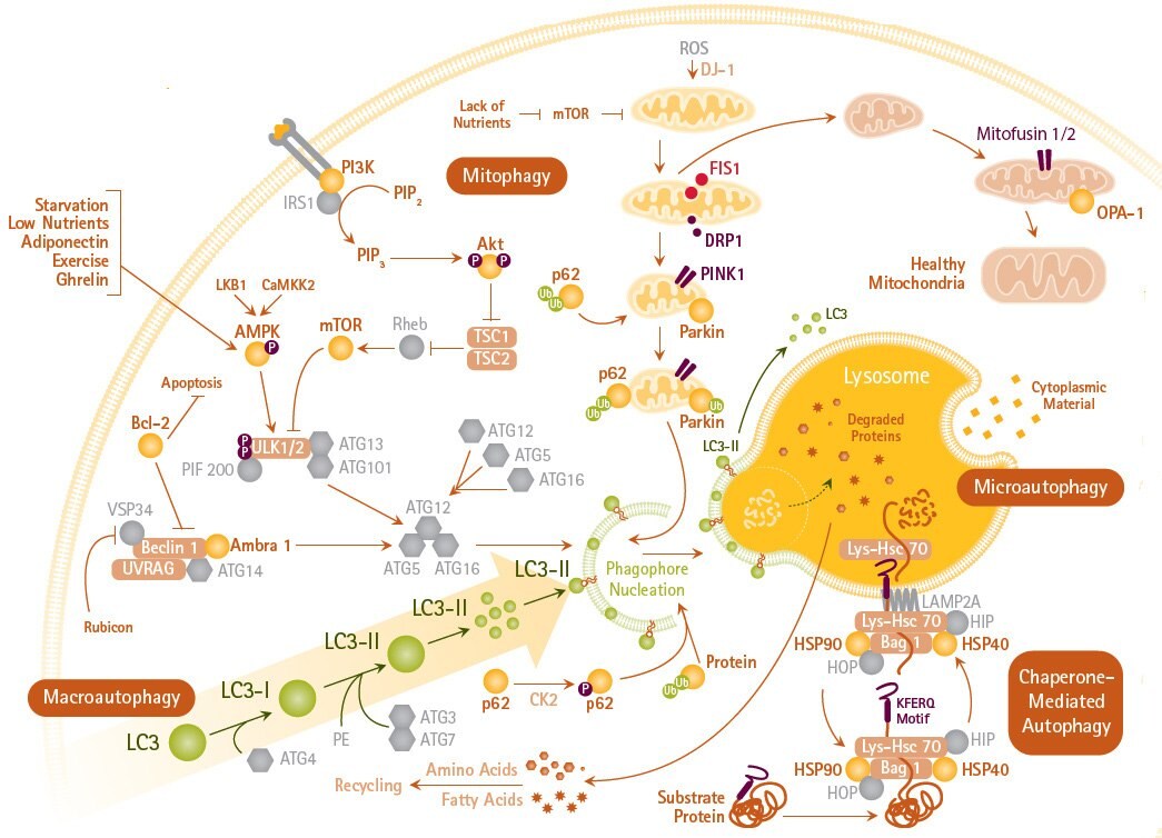 Autophagy Mechanisms and Signaling Pathways