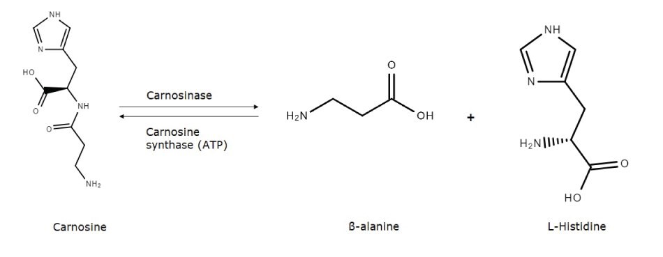 Carnosine metabolic pathway The metabolic pathway between carnosine, -alanine, and L-histidine