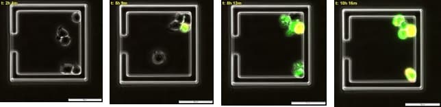 Time course of multiple apoptotic events in live immune cells.