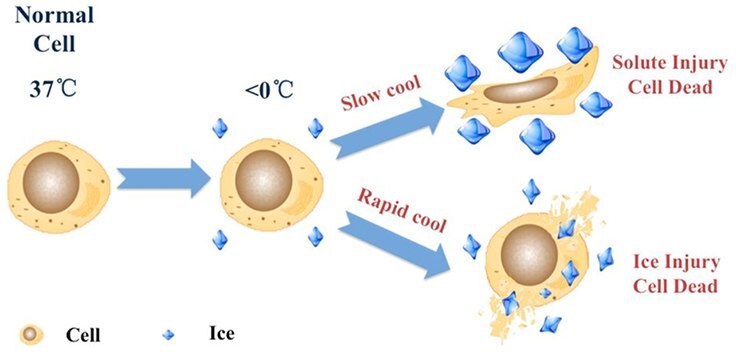 Cell cryopreservation mechanism