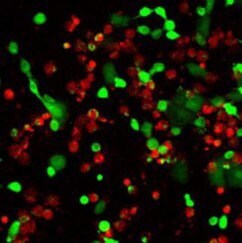 Phases of Cell Growth