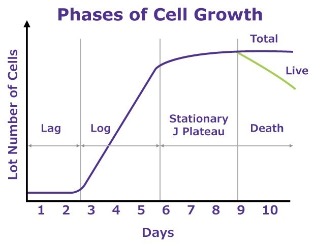 Phases of Cell Growth