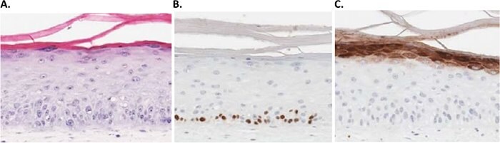 3D human skin models can be used as an alternative to animal testing for the cosmetics industry. 3D human skin models can be used as an alternative to animal testing for the cosmetics industry.