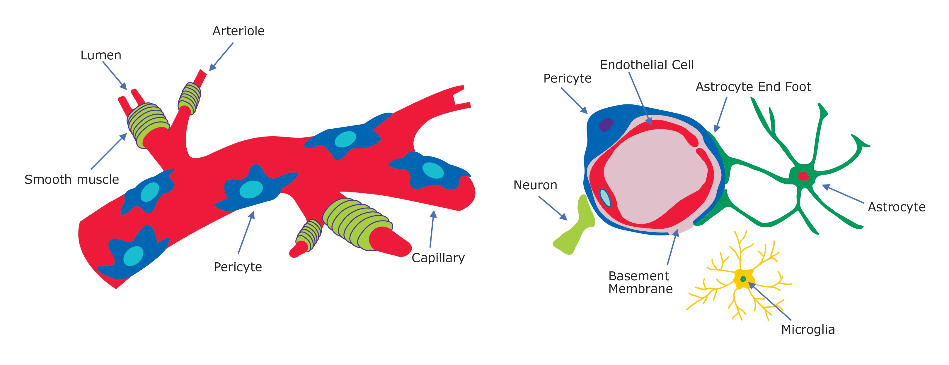 Vascular pericyte overview Vascular pericyte overview. Pericytes surround blood vessel capillaries and endothelial cells, neurons and astrocytes within the blood-brain-barrier (BBB) neurovascular unit.