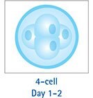 4-Cell Day 1-2