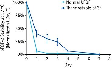 Enhanced stability of thermostable bFGF at 37 °C vs. normal bFGF.