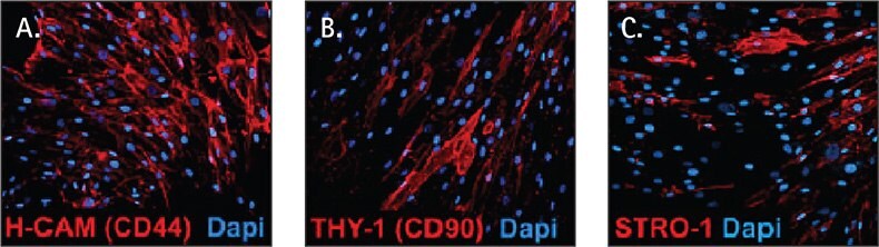 Human mesenchymal stem cell markers