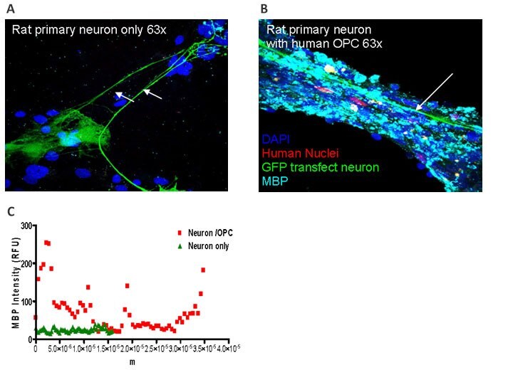 In Vitro Myelination Assay