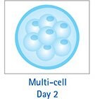 Multi-Cell Day 2