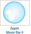 Zygote Mouse Day 0