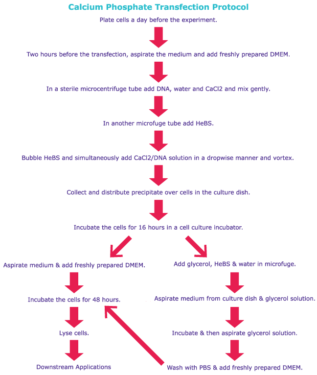 Calcium Phosphate Transfection Protocol