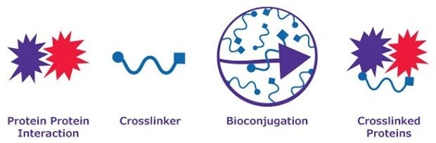A crosslinker converts interacting proteins into crosslinked proteins via bioconjugation The graphic depicts a biological process involving proteins. On the left, two starburst formations, one red and one purple, are labeled "Protein-Protein Interaction," showing that proteins interact. To their right is a blue squiggly line labeled "Crosslinker." The next symbol is a purple circle with squiggly lines ringed by a purple arrow, which represents bioconjugation. On the far right, two starburst structures are connected by a blue squiggly line labeled "Crosslinked Proteins."