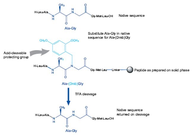 Principles of using Dmb dipeptides