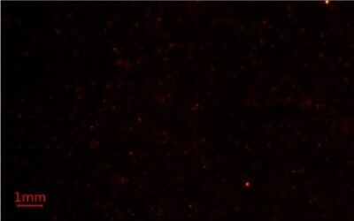 Nile Red Methods for Microplastics Analysis 2 Second replicate image of microplastics-containing samples on Millipore® glass fiber membrane filters under blue light using Nile Red fluorescent stain for microplastics analysis.