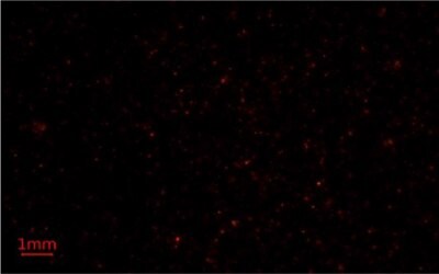 Nile Red Methods for Microplastics Analysis 3 Third replicate image of microplastics-containing samples on Millipore® glass fiber membrane filters under blue light using Nile Red fluorescent stain for microplastics analysis.