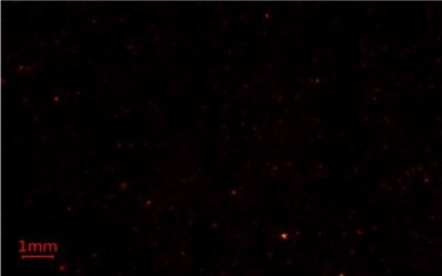Nile Red Methods for Microplastics Analysis 4 Microplastics-containing samples on a glass fiber membrane filter from a different manufacturer under blue light using Nile Red fluorescent stain for microplastics analysis.