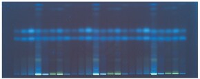 Visualization of the HPTLC Silica gel 60 F254s plate under UV 366 nm for ascorbic and dehydroascorbic acid. HPTLC Silica gel 60 F254s plate visualized under UV 366 nm for ascorbic and dehydroascorbic acid.