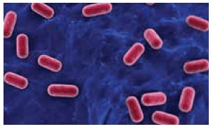 3D rendering of isolated Lactobacillus 3D rendering of isolated Lactobacillus