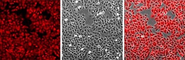 A549 10X Imaging of A549 cells landing pad cell line. Left, image demonstrates the homogenous expression of mKATE2 in the cell line. Middle, a brightfield image of the same culture showing 90% confluent A549 culture. Right, merged image showing all the cells in the culture are stably expressing mKATE2. Imaging of A549 cells landing pad cell line