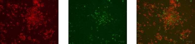 HCT-116 cells 72 h post nucleofection with GFP control exchange plasmid and cre mRNA. The Left image demonstrates the mKate2 expression of the non-exchanged cells. The middle image shows the cells in which GFP cDNA has been exchanged into the AAVS1 landing pad locus. The image on the right shows the overlay of the GFP with the mKATE showing that the cells have switched and can be isolated using FACS sorting or by other single cell cloning methodologies. HCT-116 cells 72 h post nucleofection with GFP control exchange plasmid and cre mRNA