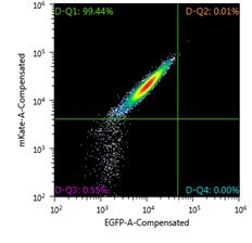 FACS analysis of Jurkat Landing Pad clone Cre-only nucleofection control, one week post-nucleofection FACS analysis of Jurkat Landing Pad clone Cre-only nucleofection control, one week post-nucleofection