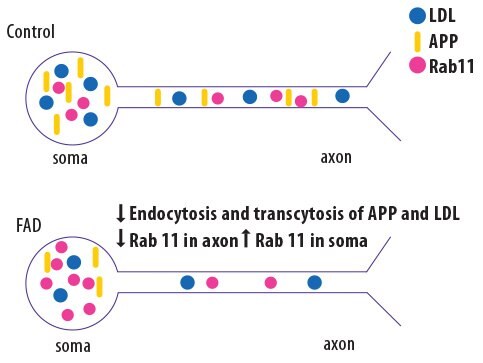 Schematic showing the results of analyzing gene-edited “Alzheimer’s neurons.”