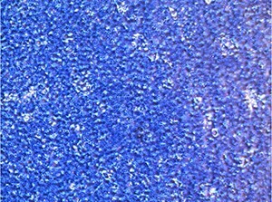cP-gp Knockout hP-gp transfected MDCKII Cell Lines