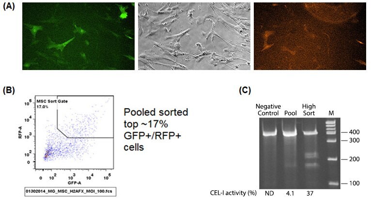 MSC cells are hard to transfect cells that when nucleofected with ZFNs in plasmid format they undergo complete apoptosis within 24 hours. A) MSC cells show good viability and visible modification when treated with ZFNs in IDLV format. B) MSC cells were pooled sorted (upper gate), and ZFN cutting efficiency determined by the CEL-I assay (C). The CEL-I assay is a nucleotide mismatch assay used to detect the presence of mutant clones and quantify the effectiveness of ZFNs. The detected cutting efficiency of ZFNs was 9 times greater in the high sort cells compared to pooled cells. The CEL-I uncut wild-type band is 398 bp, and the ZFN modified bands are 234 bp and 164 bp. MSC cells are hard to transfect cells that when nucleofected