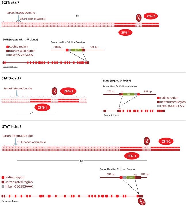 Schematics of the Three Tagged Loci