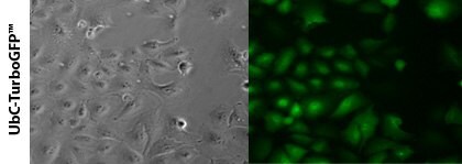 UbC-TurboGFP Control vector