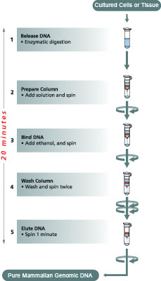 GenElute Mammalian Genomic Flow Chart