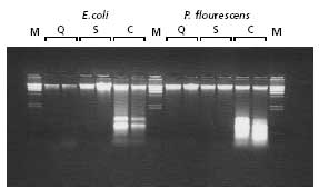 Comparison of Gram(–) bacteria genomic DNA isolation kits.