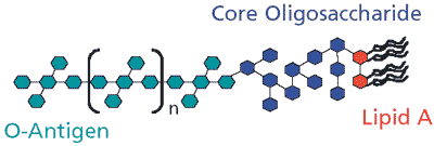 Schematic of bacterial endotoxin (lipopolysaccharide).