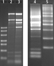 Total RNA Extraction from  Rice using Spectrum™ Total RNA kit