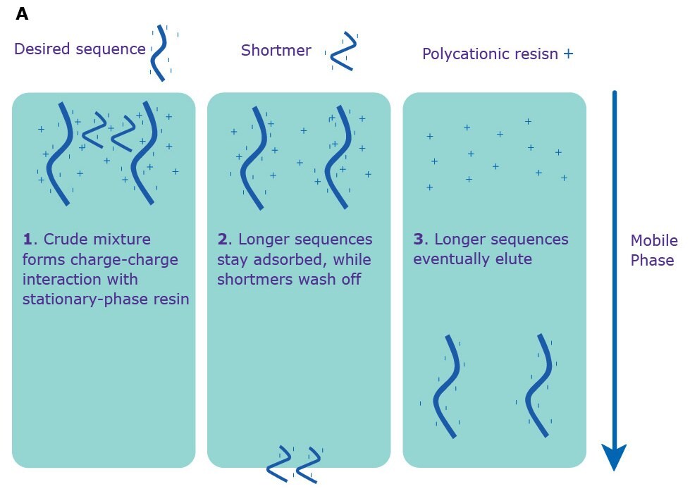 Separation via IE-HPLC