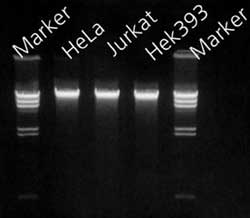 Genomic DNA purified from mammalian cells