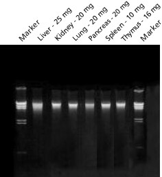 Genomic DNA purified from mammalian tissues