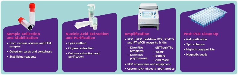 Steps in the PCR Assay Workflow