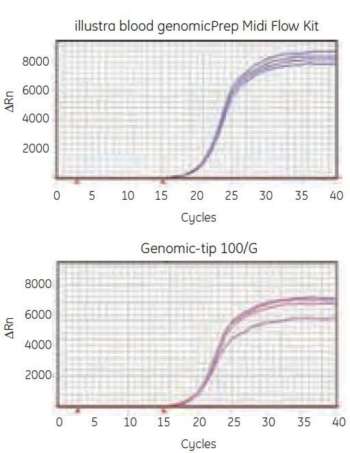 Real-time PCR amplification from genomic DNA extracted from 5 mL human whole blood