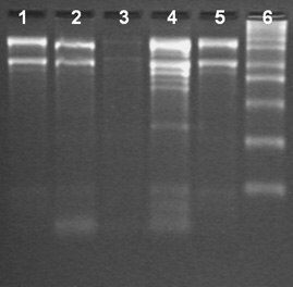 Total RNA Isolation from different tissues of Brinjal using the Spectrum™ Total RNA kit