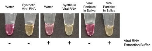 Viral RNA Extraction Buffer coupled with LAMP