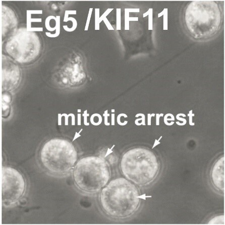 mitotic arrest