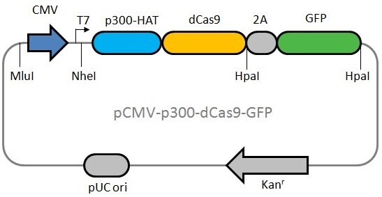 dCas9p300 fusion protein