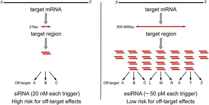 Knockdown of target mRNA can be accomplished by chemically-synthesized siRNA or enzymatically-prepared siRNA (esiRNA)