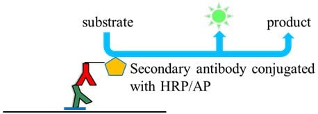 Chemiluminescence detection of proteins on membrane